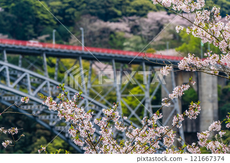 Cherry blossoms at Saikai Bridge [Sasebo City, Saikai City, Nagasaki Prefecture] 121667374
