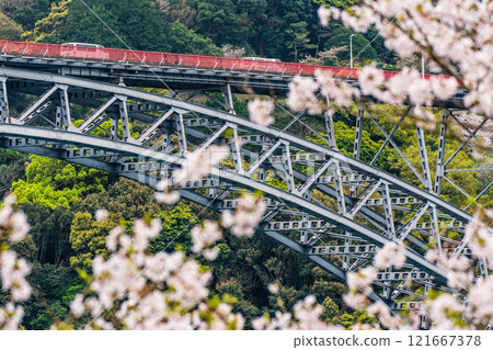 Cherry blossoms at Saikai Bridge [Sasebo City, Saikai City, Nagasaki Prefecture] 121667378