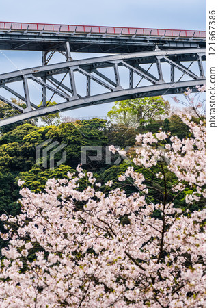 Cherry blossoms at Saikai Bridge [Sasebo City, Saikai City, Nagasaki Prefecture] 121667386