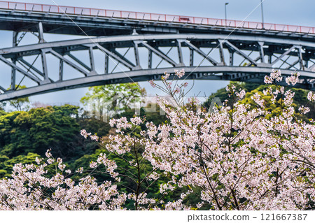 Cherry blossoms at Saikai Bridge [Sasebo City, Saikai City, Nagasaki Prefecture] 121667387