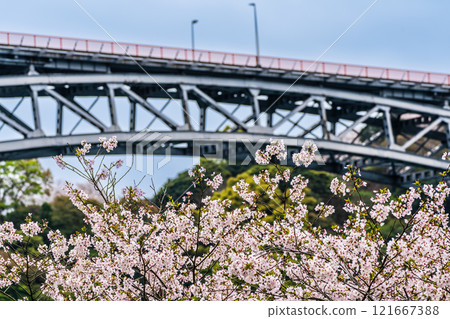 Cherry blossoms at Saikai Bridge [Sasebo City, Saikai City, Nagasaki Prefecture] 121667388