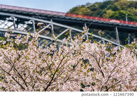 Cherry blossoms at Saikai Bridge [Sasebo City, Saikai City, Nagasaki Prefecture] 121667390