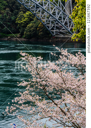西海大橋的櫻花【長崎縣西海市佐世保市】 121667392