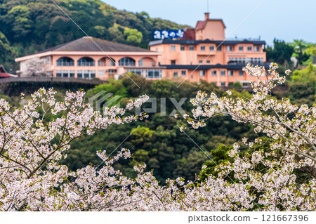 Cherry blossoms at Saikai Bridge [Sasebo City, Saikai City, Nagasaki Prefecture] 121667396
