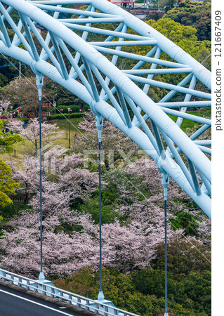 Cherry blossoms at Saikai Bridge [Sasebo City, Saikai City, Nagasaki Prefecture] 121667409