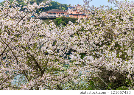 Cherry blossoms at Saikai Bridge [Sasebo City, Saikai City, Nagasaki Prefecture] 121667423