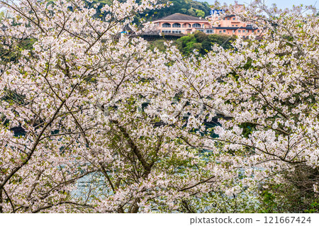 Cherry blossoms at Saikai Bridge [Sasebo City, Saikai City, Nagasaki Prefecture] 121667424