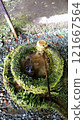 苔蘚洗水 121667564