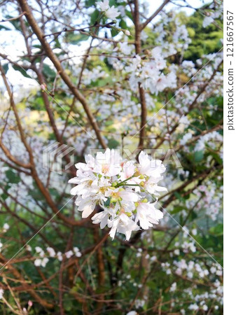 Sakura Saku 121667567