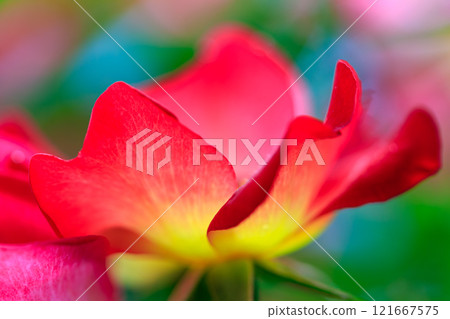 玫瑰花 121667575