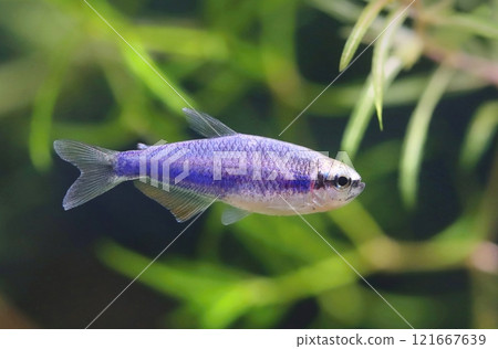 Beautiful blue royal tetra in aquarium Beautiful blue royal tetra in aquarium 121667639