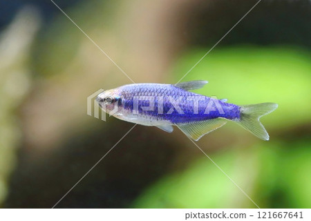 Beautiful blue royal tetra in aquarium 121667641