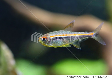 Beautiful red line tetra fish Beautiful red line tetra fish 121667643