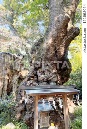 熱海來宮神社的神聖樟樹 121668034