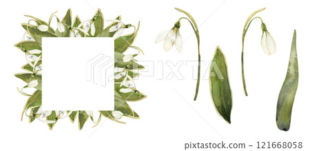Spring snowdrops watercolor collection with square floral frame and isolated white first flowers. Hand drawn seasonal floral elements for romantic greeting card,mother's,women's day poster design 121668058