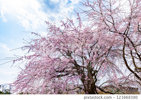 Weeping cherry blossoms in full bloom at Maruyama Park, Kyoto Prefecture Weeping cherry blossoms in full bloom at Maruyama Park, Kyoto Prefecture 121668380