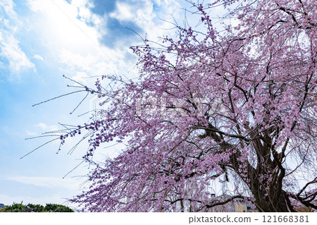 京都府丸山公園盛開的垂枝櫻花 京都府丸山公園盛開的垂枝櫻花 121668381