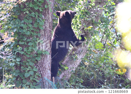 Brown bear climbing a tree in Shiretoko Peninsula, Hokkaido Brown bear climbing a tree in Shiretoko Peninsula, Hokkaido 121668669
