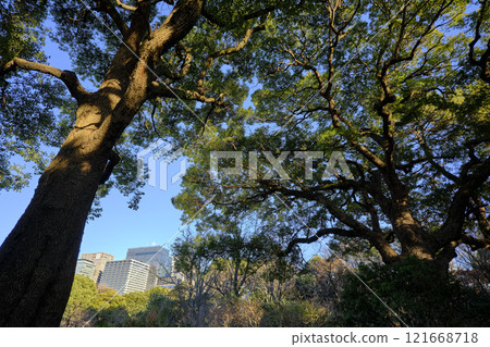 An urban oasis: A large tree towering over the skyscrapers beyond in the East Gardens of the Imperial Palace An urban oasis: A large tree towering over the skyscrapers beyond in the East Gardens of the Imperial Palace 121668718