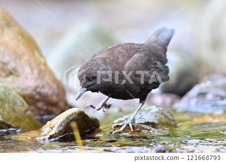 知床半島的山澗裡，河鴉正在尋找食物 121668793