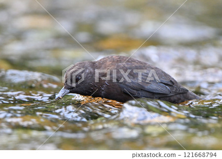 知床半島的山澗裡，河鴉正在尋找食物 121668794