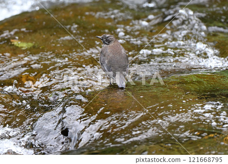 知床半島的山澗裡，河鴉正在尋找食物 121668795