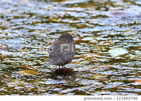 知床半島的山澗裡，河鴉正在尋找食物 121668796