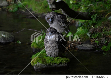 A parent and child spotted owl searching for fish on the bank of a mountain stream in Rausu, Hokkaido 121668807