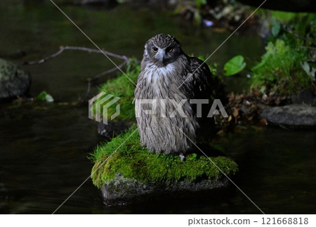A Blakiston's fish owl searching for fish on a rock on the riverbank of a mountain stream in Rausu, Hokkaido 121668818