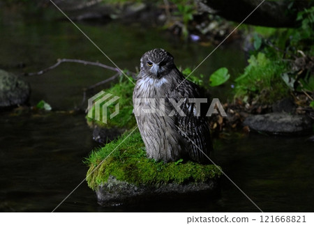 A Blakiston's fish owl searching for fish on a rock on the riverbank of a mountain stream in Rausu, Hokkaido 121668821