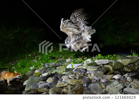 在北海道羅臼山溪流中,布萊基斯頓魚鴞威脅一隻狐狸 在北海道羅臼山溪流中,布萊基斯頓魚鴞威脅一隻狐狸 121668829