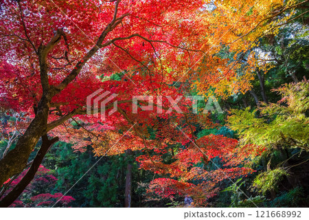 Shohoji Temple Blood Maple Garden Narutaniyama Shohoji Temple Famous for autumn leaves Inabe City Mie Prefecture 121668992