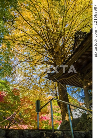 Shohoji Temple Bell Tower Ginkgo Tree Narutaniyama Shohoji Temple Famous for Autumn Leaves Inabe City Mie Prefecture 121668997