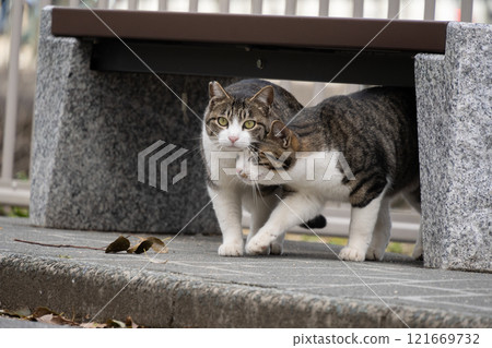 Two brown tabby cats getting along under a park bench Two brown tabby cats getting along under a park bench 121669732