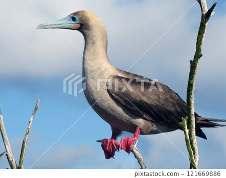 Red tailed boobies Red tailed boobies 121669886