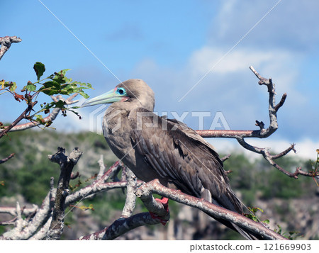 Red tailed boobies 121669903
