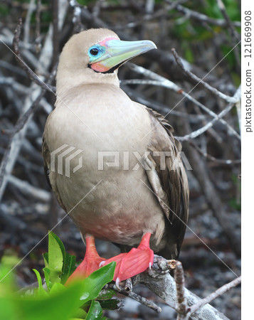 Red tailed boobies 121669908