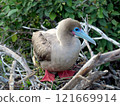 紅尾鰹鳥 121669914