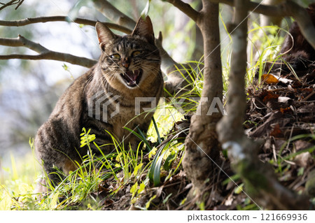 A stray brown-striped cat with a funny expression on its face, about to sneeze, under a tree in a natural park A stray brown-striped cat with a funny expression on its face, about to sneeze, under a tree in a natural park 121669936
