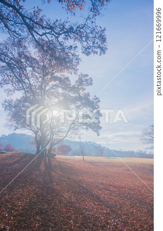Morning Light [Azumino Ikeda Craft Park] 121669996