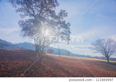 Morning Light [Azumino Ikeda Craft Park] 121669997
