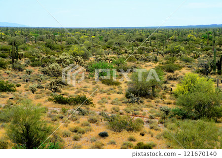 Central Sonora Desert Arizona 121670140