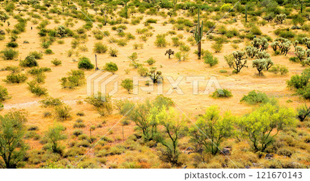 Central Sonora Desert Arizona 121670143