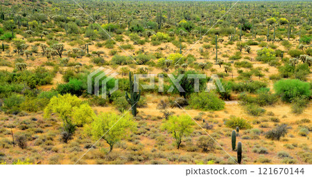 Central Sonora Desert Arizona 121670144
