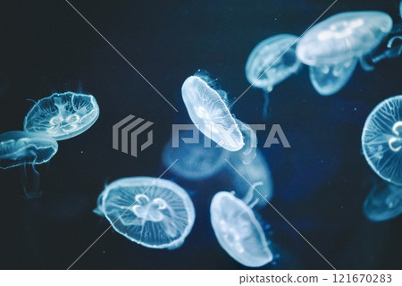 Fantastic jellyfish Fantastic jellyfish 121670283