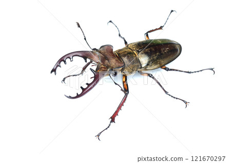 成年鍬蟲（雄性） 121670297