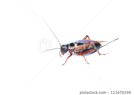 Adult female two-spotted cricket 121670299