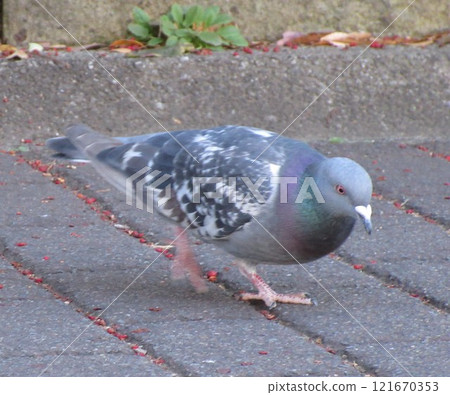 park with pigeons park with pigeons 121670353