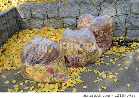 Garbage bag filled with fallen ginkgo leaves Garbage bag filled with fallen ginkgo leaves 121670452