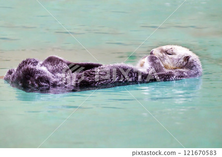 海獺游泳 可愛的動物 瀕臨滅絕的物種 海獺漂浮在水中 海獺游泳 可愛的動物 瀕臨滅絕的物種 海獺漂浮在水中 121670583